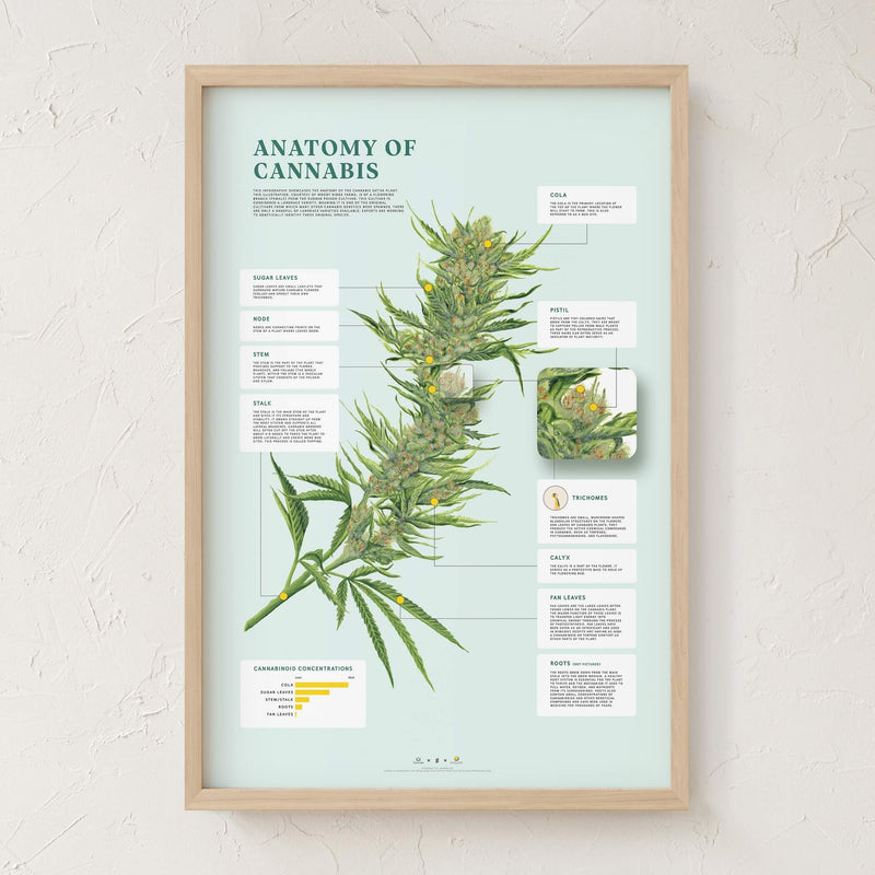 GoldLeaf Impresión de la Anatomía de Cannabis Best Sales Price - Art Prints