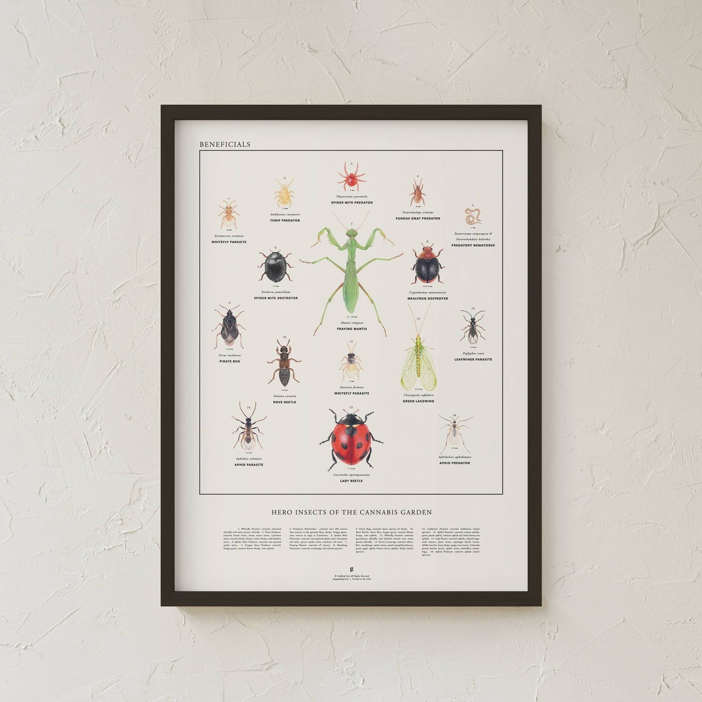 GoldLeaf Beneficial Insects Print Best Sales Price - Art Prints