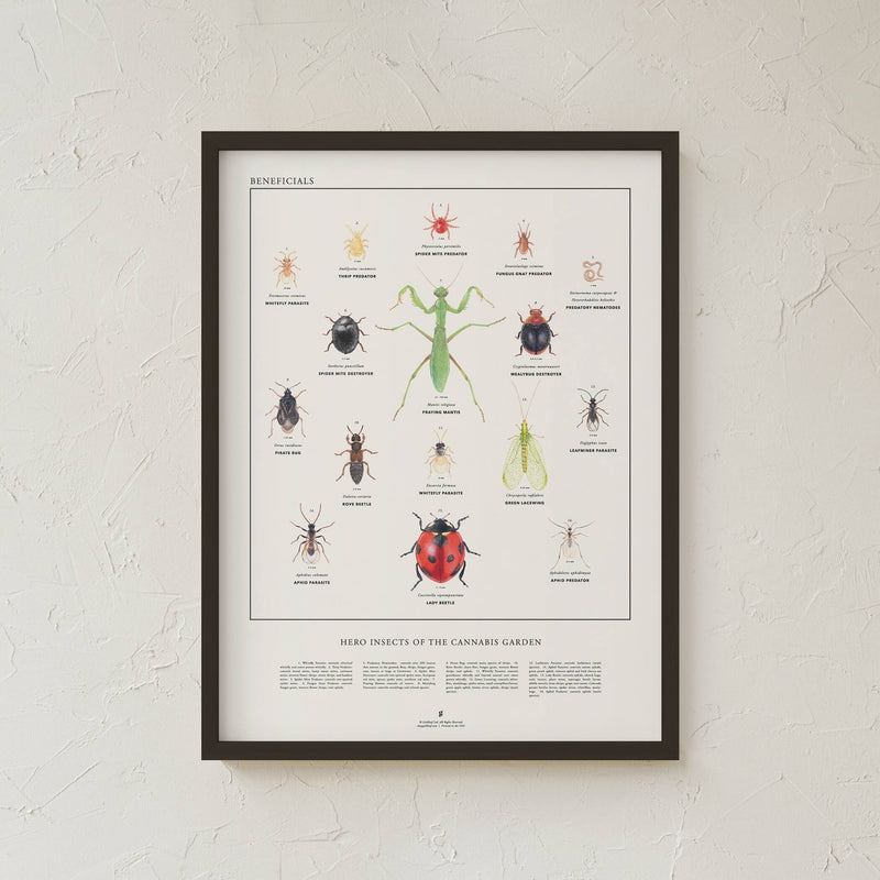 GoldLeaf Beneficial Insects Print Best Sales Price - Art Prints
