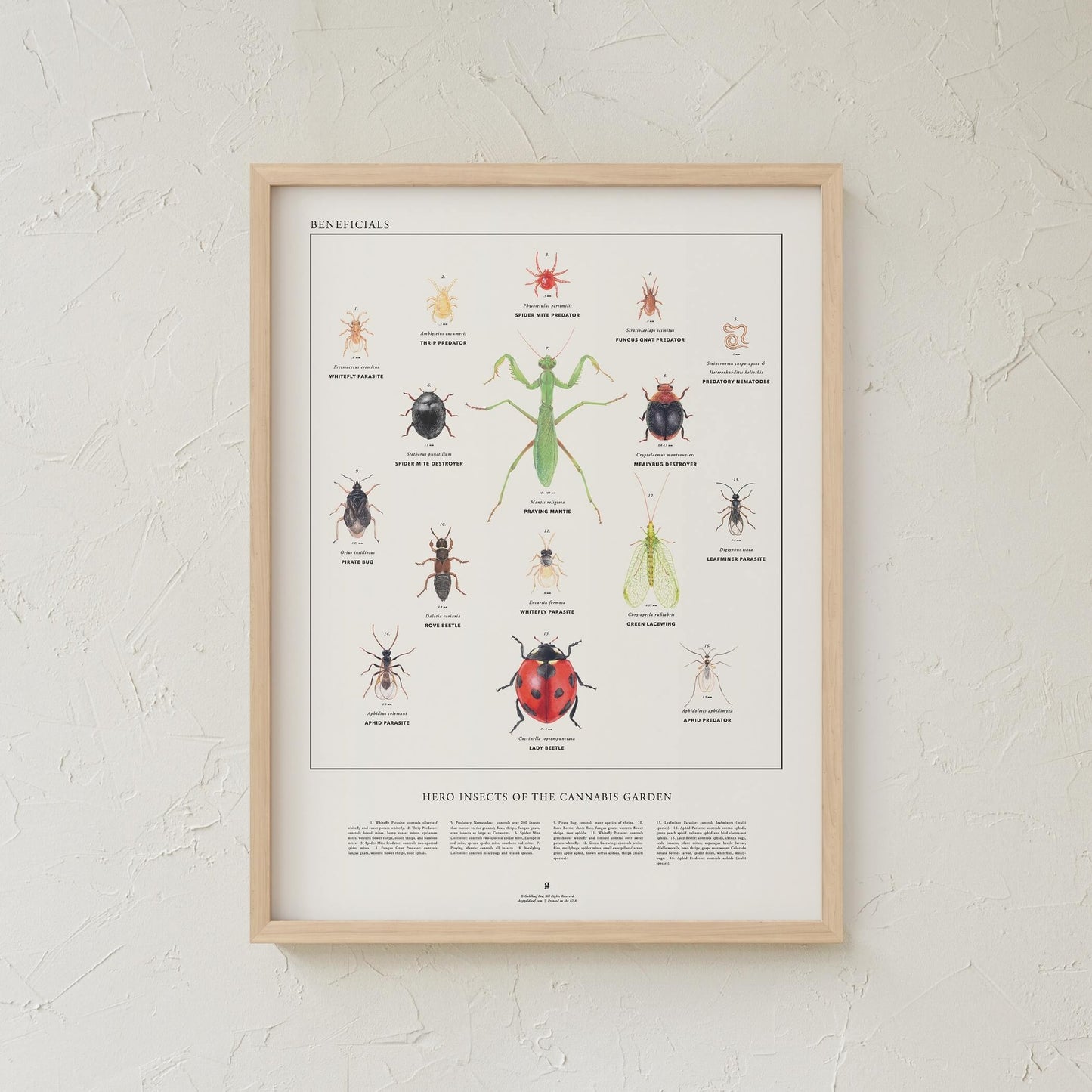 GoldLeaf Beneficial Insects Print Best Sales Price - Art Prints