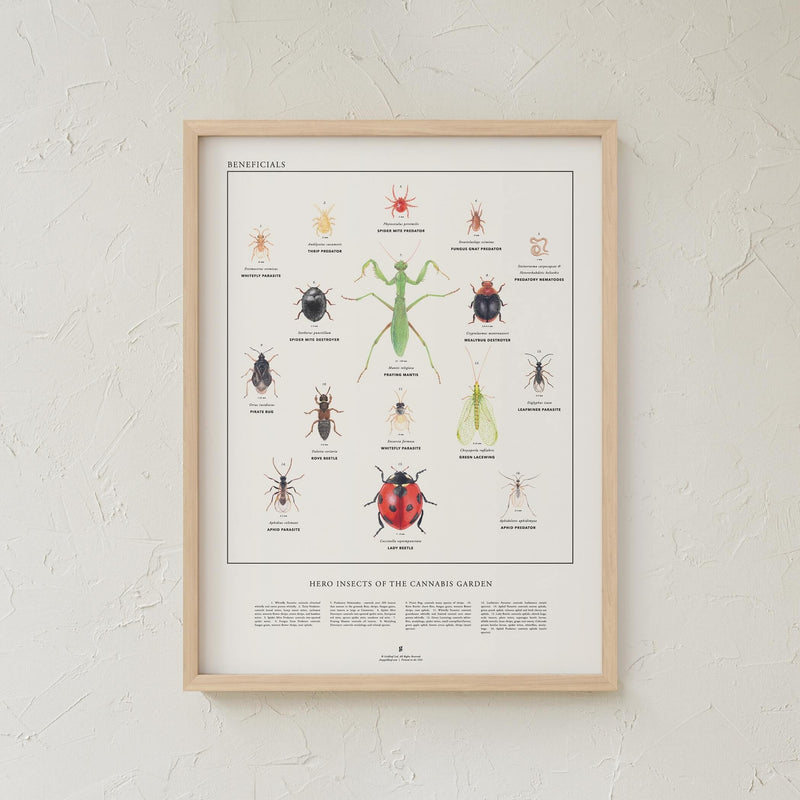 GoldLeaf Beneficial Insects Print Best Sales Price - Art Prints
