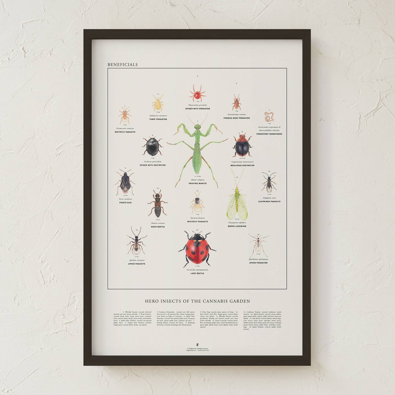 GoldLeaf Beneficial Insects Print Best Sales Price - Art Prints