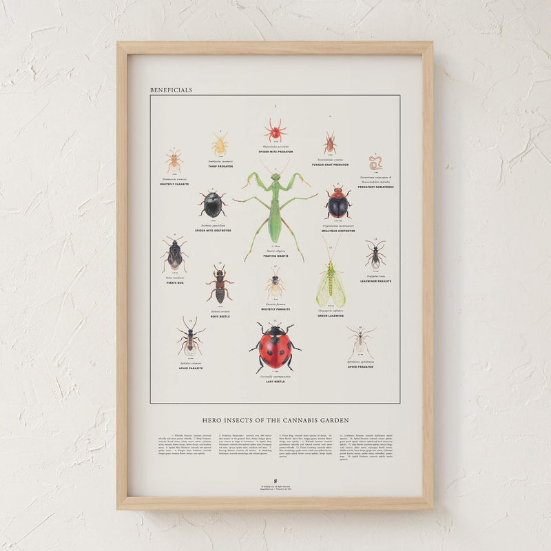 GoldLeaf Beneficial Insects Print Best Sales Price - Art Prints