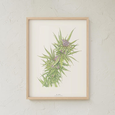 GoldLeaf Blue Dream Botanical Illustration Print Best Sales Price - Art Prints