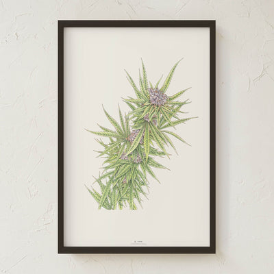 GoldLeaf Blue Dream Botanical Illustration Print Best Sales Price - Art Prints