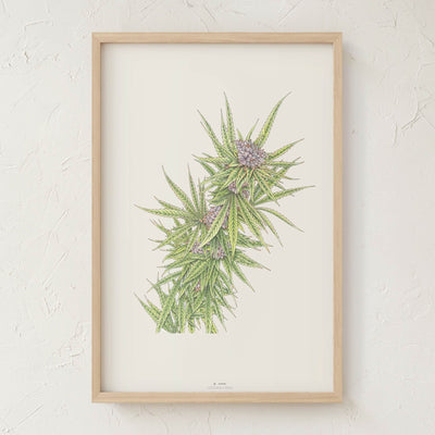 GoldLeaf Blue Dream Botanical Illustration Print Best Sales Price - Art Prints