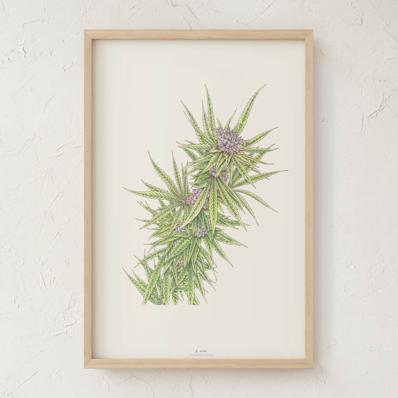 GoldLeaf Blue Dream Botanical Illustration Print Best Sales Price - Art Prints