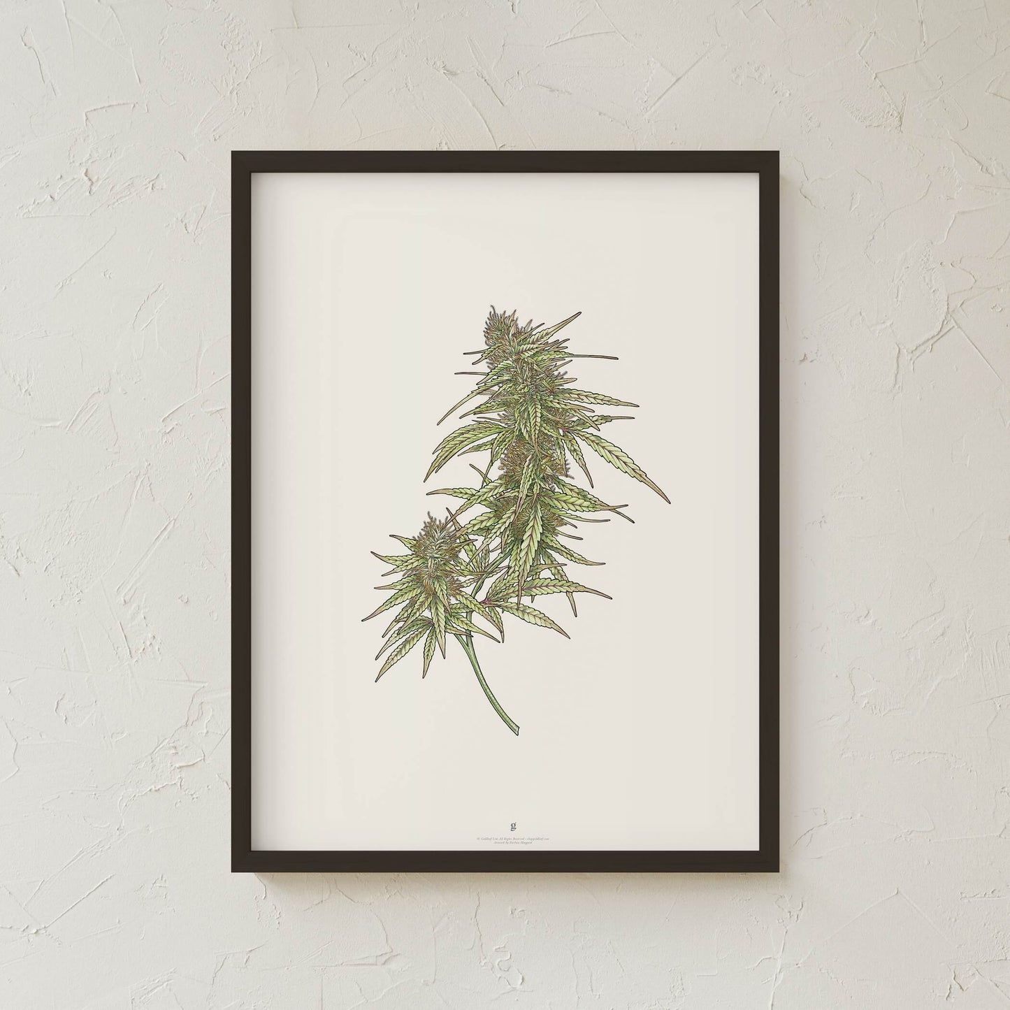 GoldLeaf Cannabis Botanical Illustration Art Print Best Sales Price - Art Prints