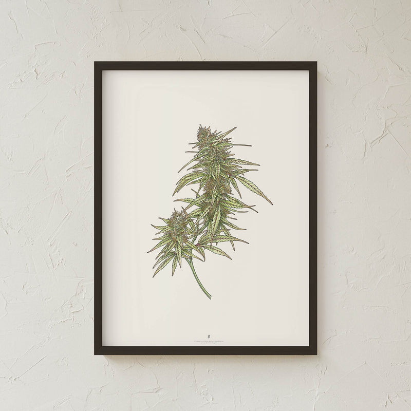 GoldLeaf Cannabis Botanical Illustration Art Print Best Sales Price - Art Prints