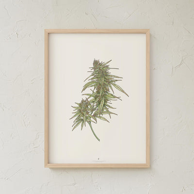 GoldLeaf Cannabis Botanical Illustration Art Print Best Sales Price - Art Prints