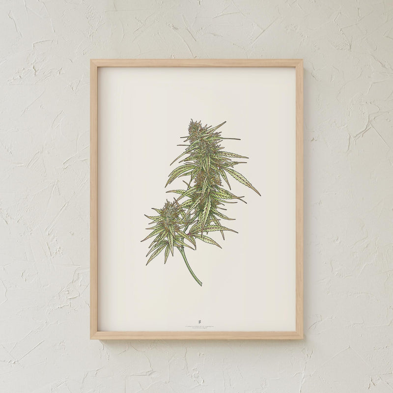 GoldLeaf Cannabis Botanical Illustration Art Print Best Sales Price - Art Prints