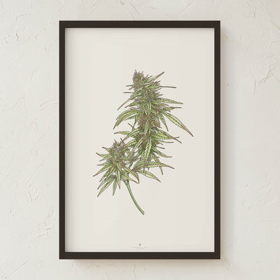 GoldLeaf Cannabis Botanical Illustration Art Print Best Sales Price - Art Prints
