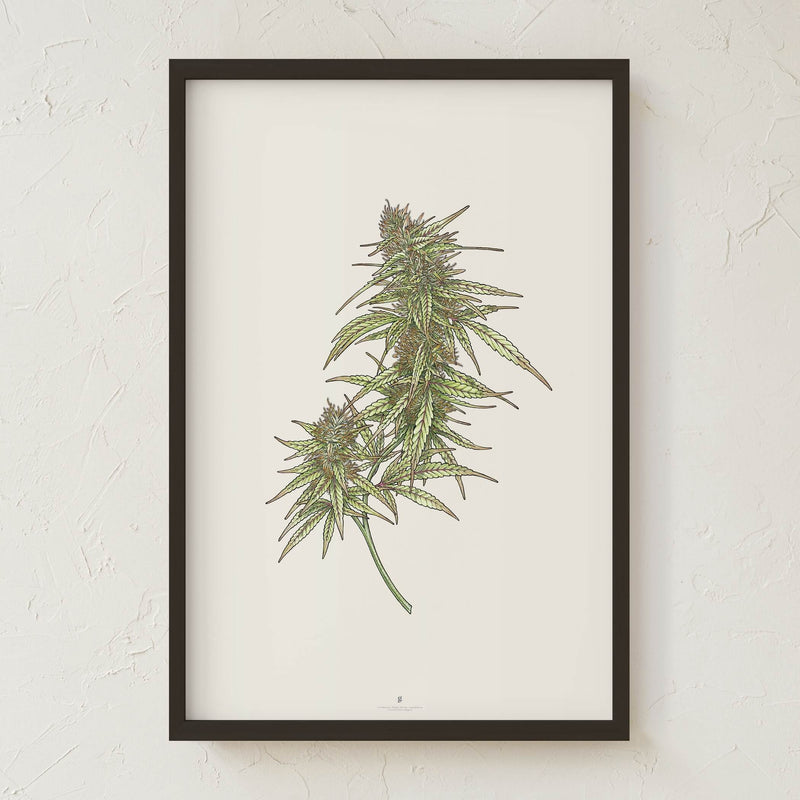 GoldLeaf Cannabis Botanical Illustration Art Print Best Sales Price - Art Prints