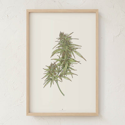 GoldLeaf Cannabis Botanical Illustration Art Print Best Sales Price - Art Prints