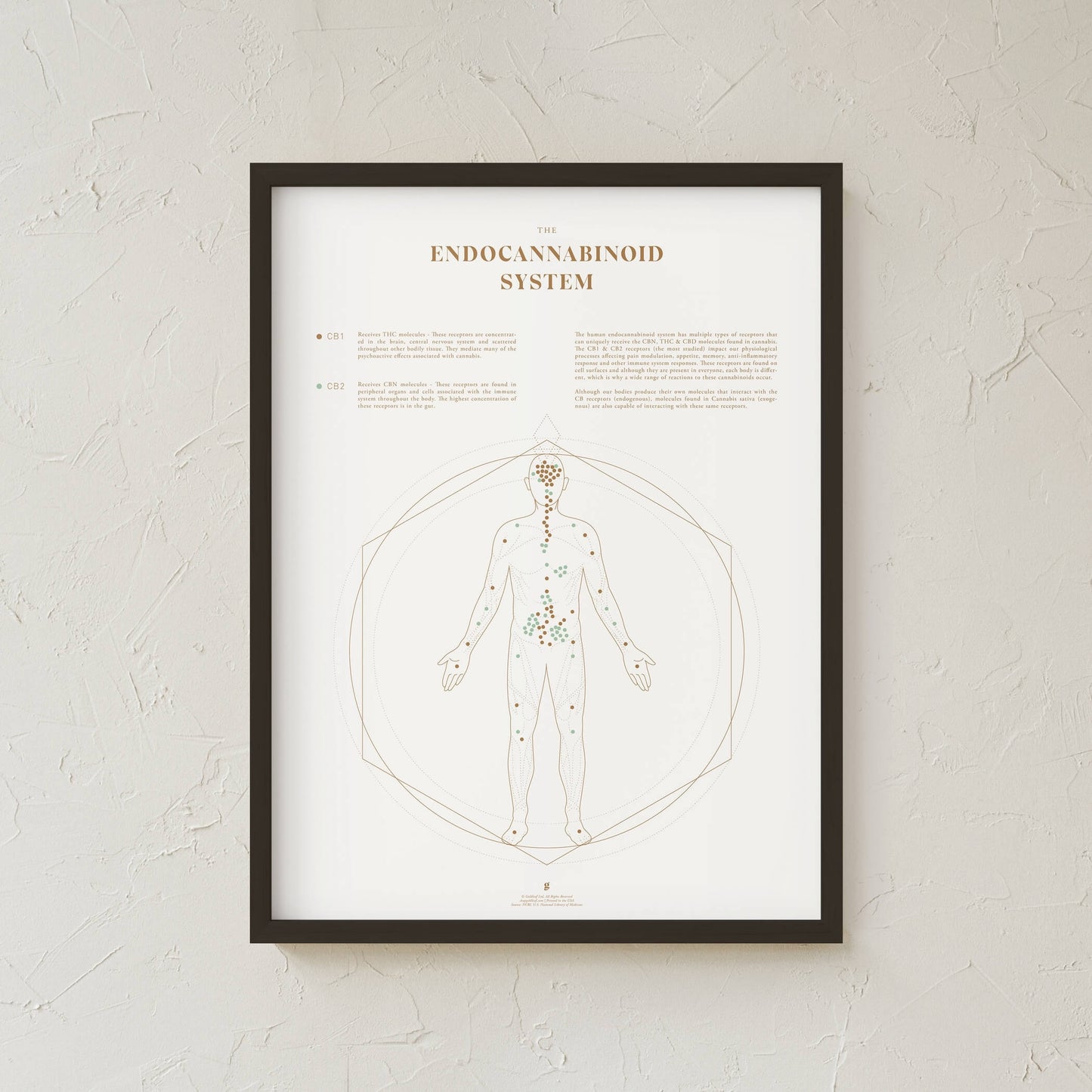 GoldLeaf Endocannabinoid System Map Print Best Sales Price - Art Prints