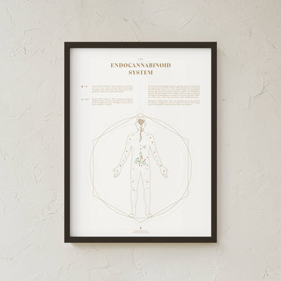 GoldLeaf Mapa de la Sistema Endocannabinoide Impresión Best Sales Price - Art Prints