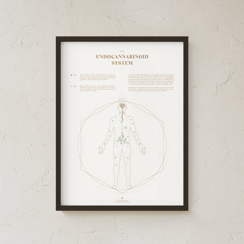 GoldLeaf Mapa de la Sistema Endocannabinoide Impresión Best Sales Price - Art Prints