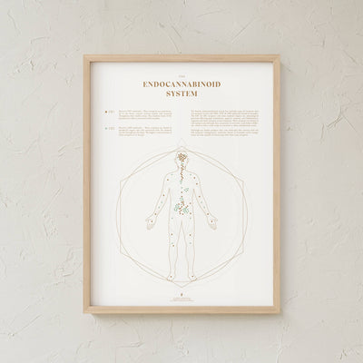 GoldLeaf Endocannabinoid System Map Print Best Sales Price - Art Prints
