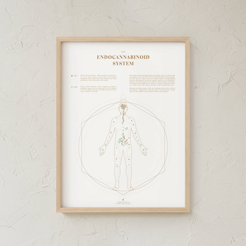 GoldLeaf Endocannabinoid System Map Print Best Sales Price - Art Prints