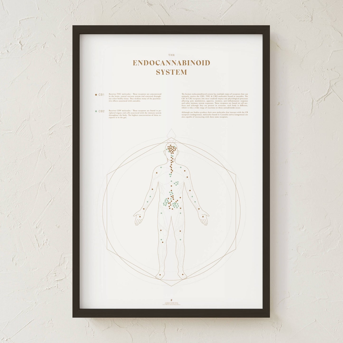 GoldLeaf Endocannabinoid System Map Print Best Sales Price - Art Prints