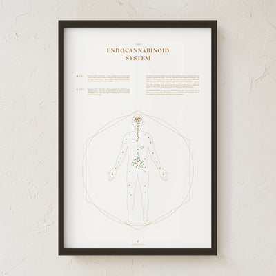 GoldLeaf Endocannabinoid System Map Print Best Sales Price - Art Prints
