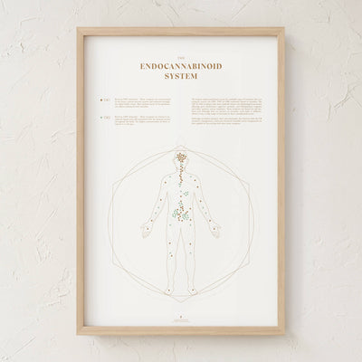 GoldLeaf Endocannabinoid System Map Print Best Sales Price - Art Prints