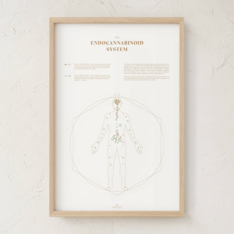GoldLeaf Endocannabinoid System Map Print Best Sales Price - Art Prints