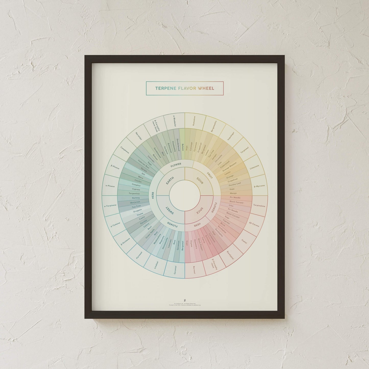 GoldLeaf Terpene Flavor Wheel Diagram Print Best Sales Price - Art Prints