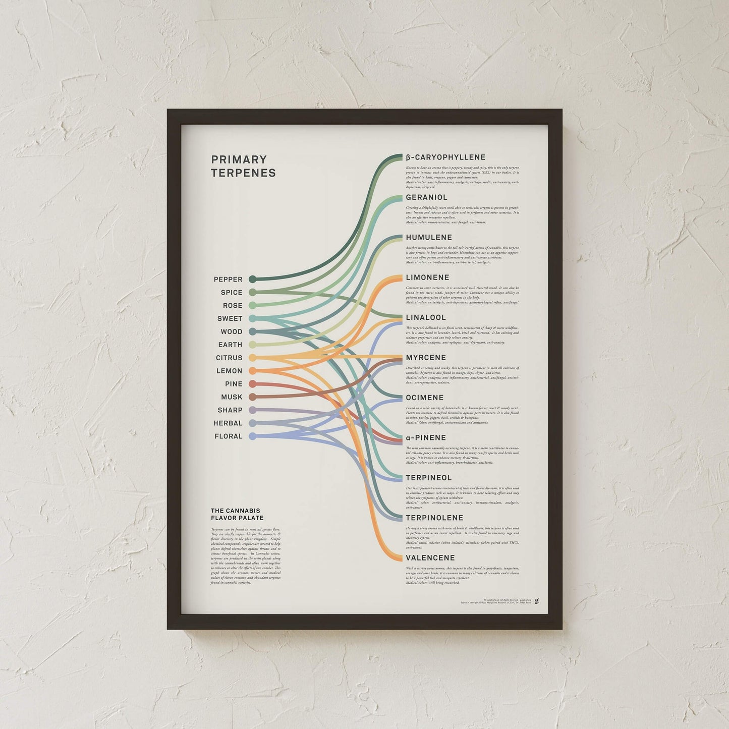GoldLeaf Terpenes Infographic Print Best Sales Price - Art Prints