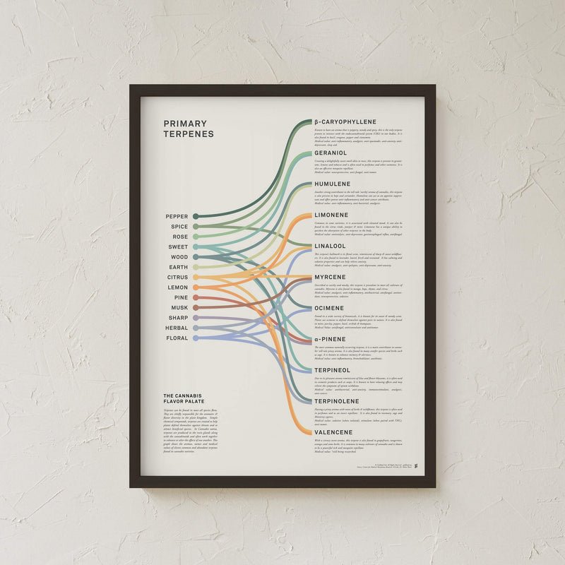 GoldLeaf Terpenes Infographic Print Best Sales Price - Art Prints