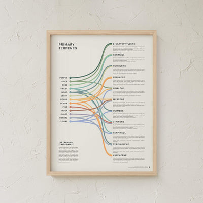 GoldLeaf Terpenes Infographic Print Best Sales Price - Art Prints