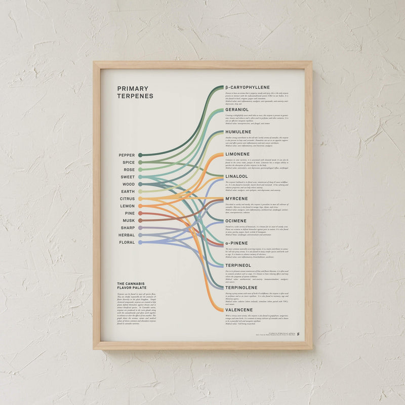GoldLeaf Terpenes Infographic Print Best Sales Price - Art Prints