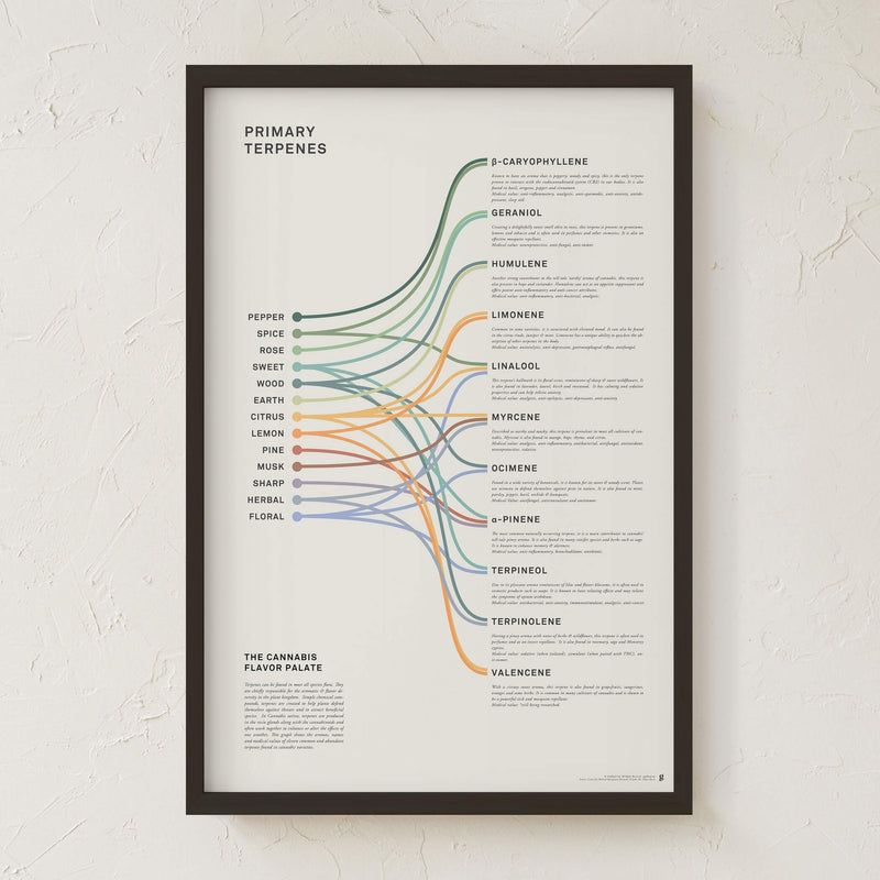 GoldLeaf Terpenes Infographic Print Best Sales Price - Art Prints