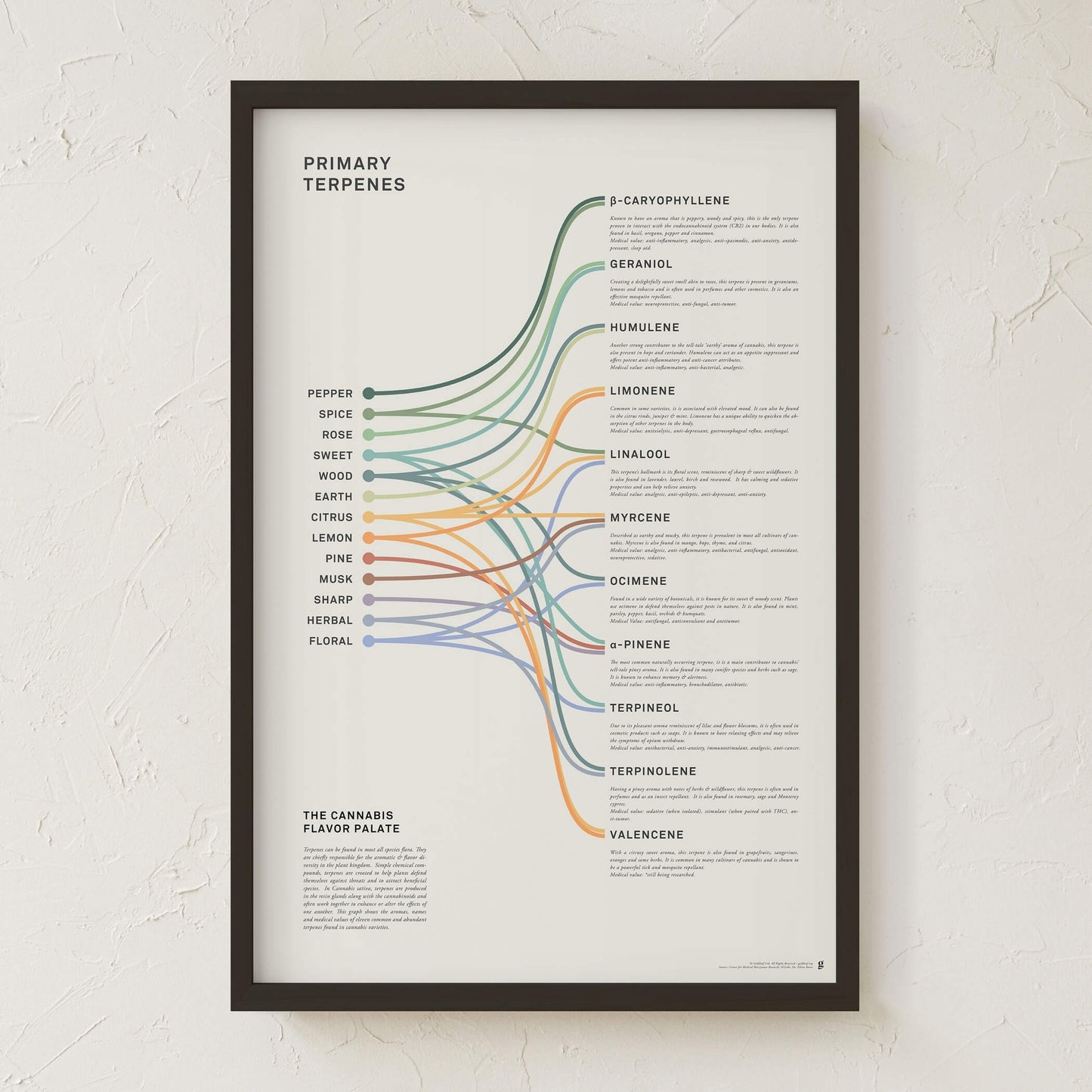 GoldLeaf Impresión Infográfica de Terpenos Best Sales Price - Art Prints