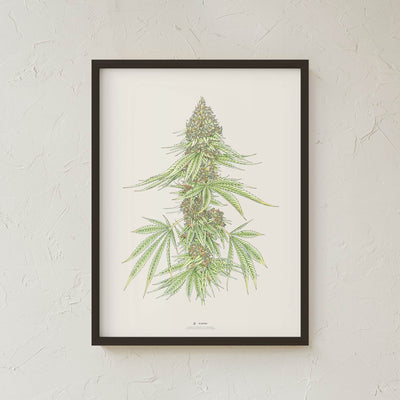 GoldLeaf White99 #1 Botanical Illustration Print Best Sales Price - Art Prints