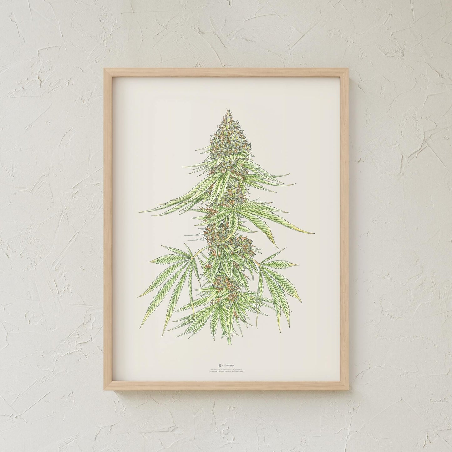 GoldLeaf White99 #1 Botanical Illustration Print Best Sales Price - Art Prints