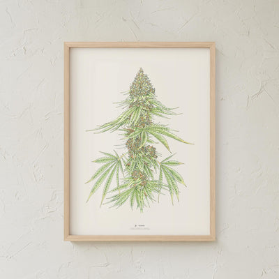 GoldLeaf White99 #1 Botanical Illustration Print Best Sales Price - Art Prints