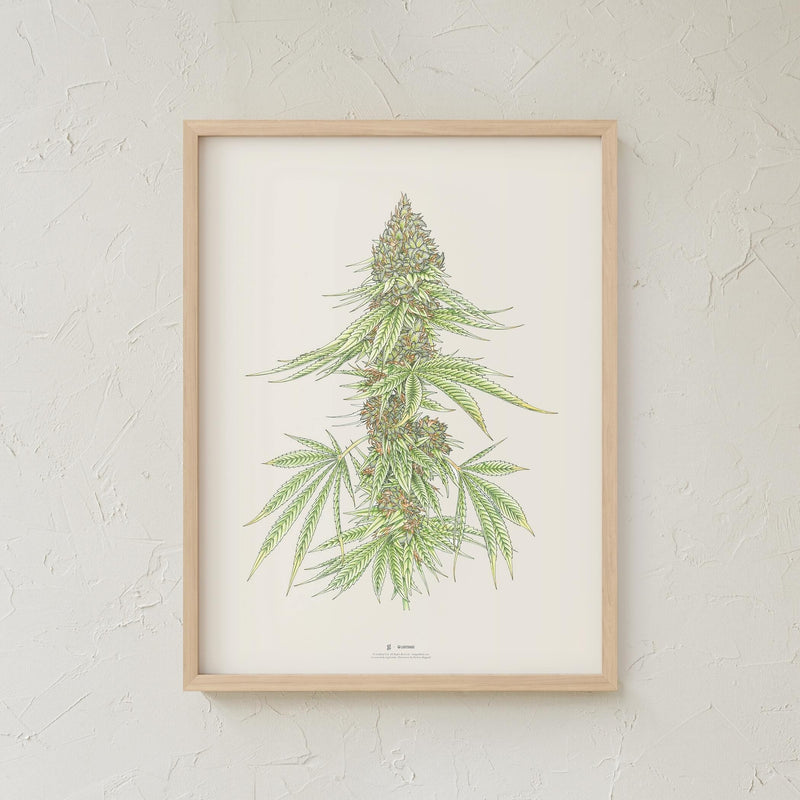 GoldLeaf White99 #1 Botanical Illustration Print Best Sales Price - Art Prints
