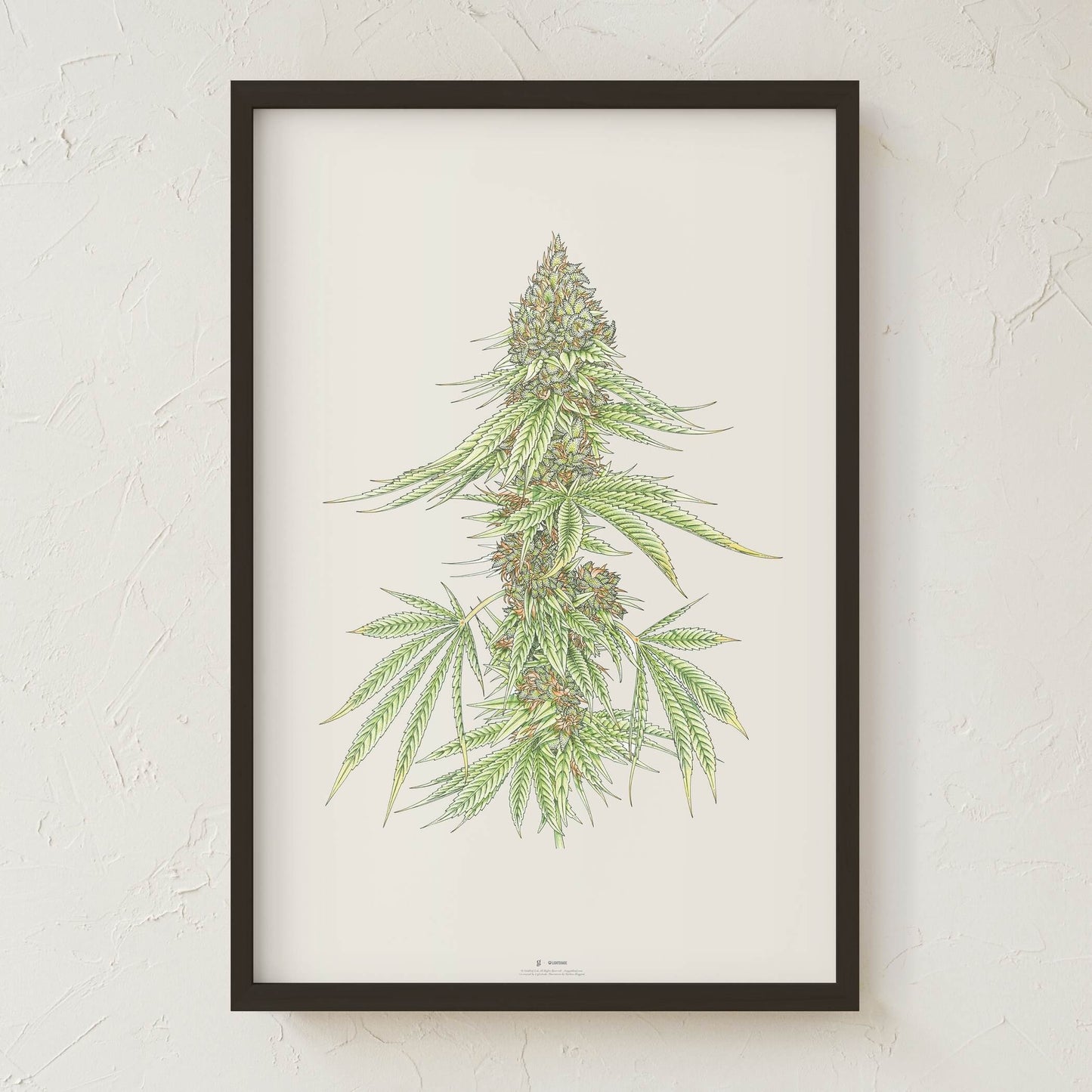 GoldLeaf White99 #1 Botanical Illustration Print Best Sales Price - Art Prints