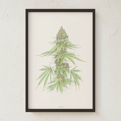 GoldLeaf White99 #1 Botanical Illustration Print Best Sales Price - Art Prints