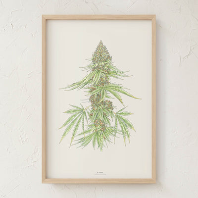 GoldLeaf White99 #1 Botanical Illustration Print Best Sales Price - Art Prints