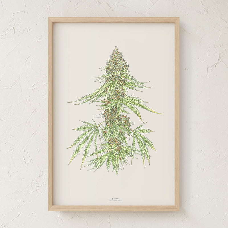 GoldLeaf White99 #1 Botanical Illustration Print Best Sales Price - Art Prints