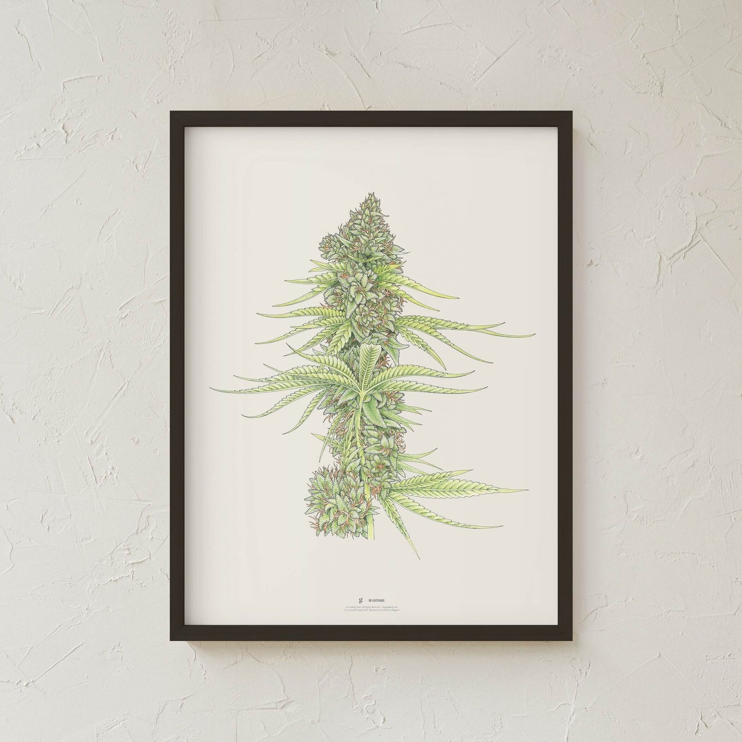 GoldLeaf White99 #2 Botanical Illustration Print Best Sales Price - Art Prints