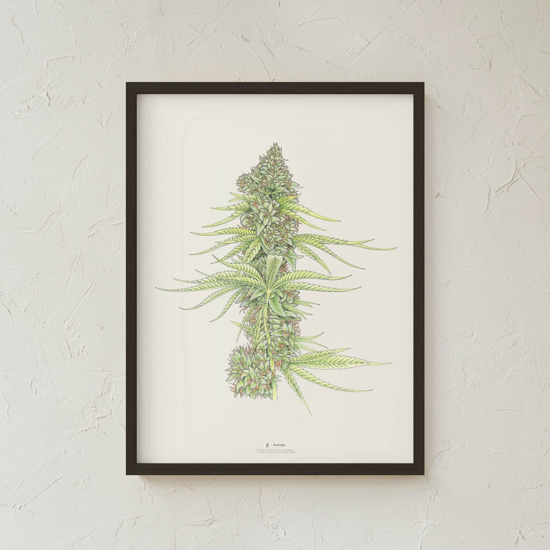 GoldLeaf White99 #2 Botanical Illustration Print Best Sales Price - Art Prints