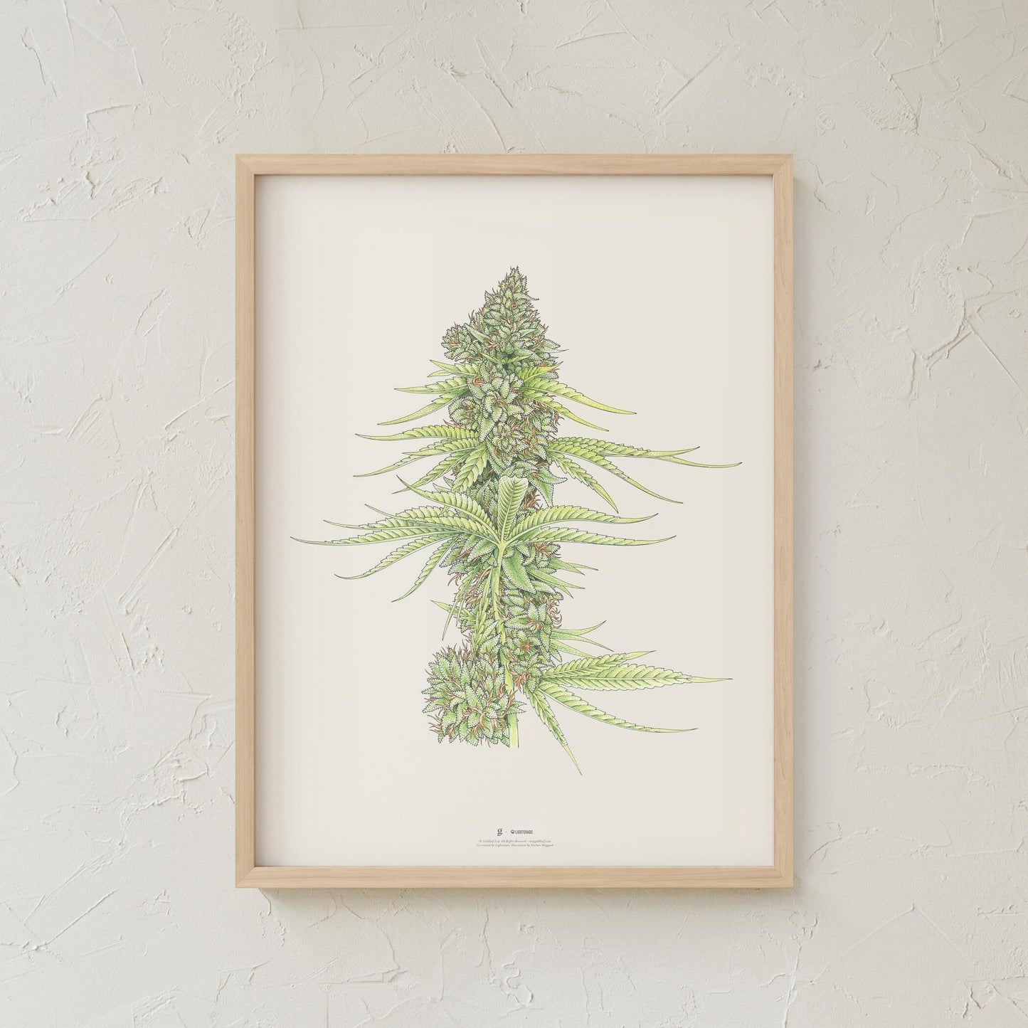 GoldLeaf White99 #2 Botanical Illustration Print Best Sales Price - Art Prints