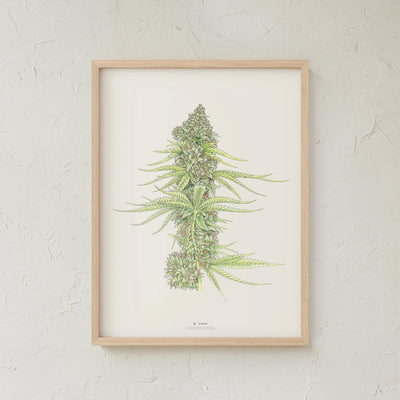 GoldLeaf White99 #2 Botanical Illustration Print Best Sales Price - Art Prints