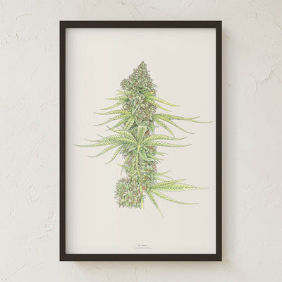 GoldLeaf White99 #2 Botanical Illustration Print Best Sales Price - Art Prints