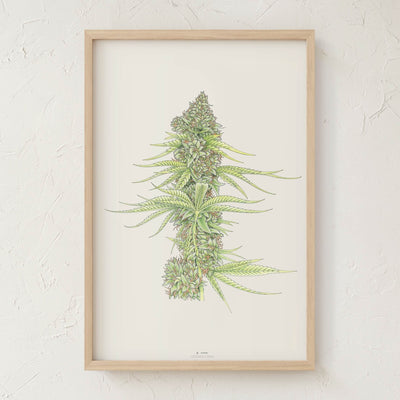 GoldLeaf White99 #2 Botanical Illustration Print Best Sales Price - Art Prints