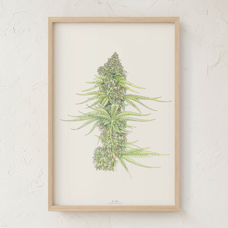 GoldLeaf White99 #2 Botanical Illustration Print Best Sales Price - Art Prints