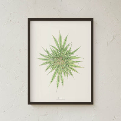 GoldLeaf White Dawg Botanical Illustration Print Best Sales Price - Art Prints